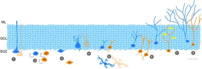 Impact of Traumatic Brain Injury on Neurogenesis